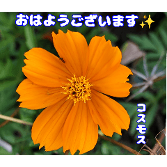 真夏の山野草で 日々のご挨拶