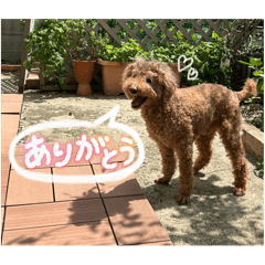 cHisA_20250820154355