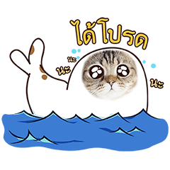 Sea-cat