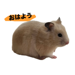 mochi_20250820085936