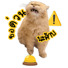 HengHeng the orange cat