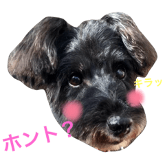 Black schnauzer club
