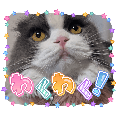 sakura_20250820165424