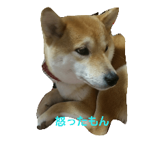 shibainu12
