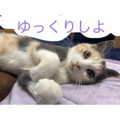 sakura_20250820201828