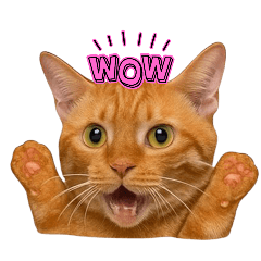 ThongKham Cat