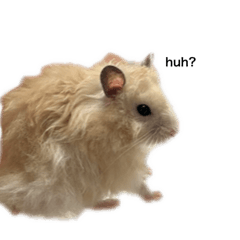 更多偷刀嘎嘎跟啊呼