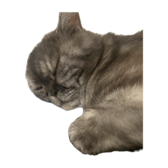 醜醜阿北的寶哥