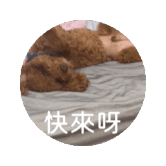 麥芽愛搗蛋