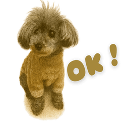 Oliver the Toy Poodle Stickers