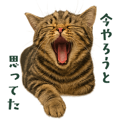 Excuse Stickers | Plush Tabby Kitten