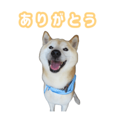 Sakura_20250821213357