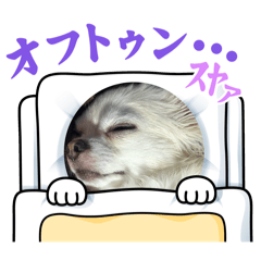 chihuahua family_20250819204143