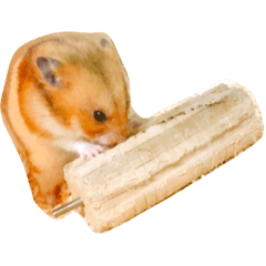 hamster TOMO-chan