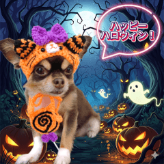 Chihuahua's Halloween