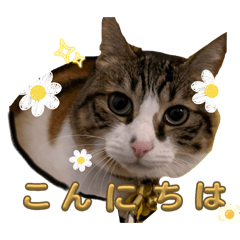 KOKO_20250821144711