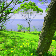 park with an ocean view