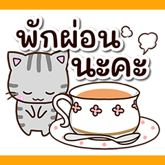 American shorthair cat 43(thai)