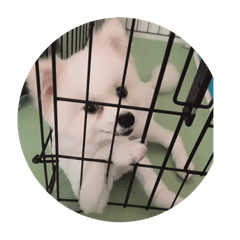 狗蛋的發瘋日常.