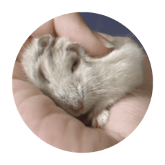 鼠鼠的生活照-1