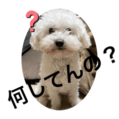 sakura_20250822064232