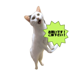 volunteer_20250821201100