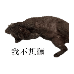 咩子&Happy&阿肥&沒牙