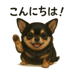 The chubby little Chihuahua