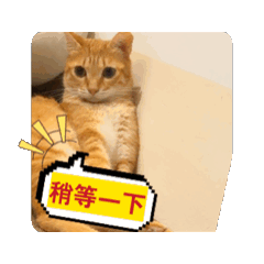 小喵の日常