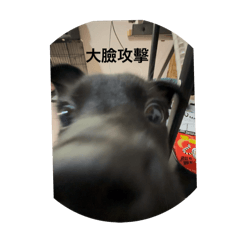 開心的黑皮與可愛的球球