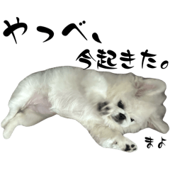 mayora_20250820181332