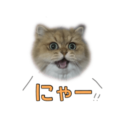 Chinchilla Persian sisters