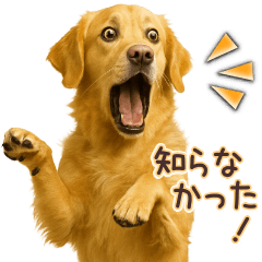 Quick Reply Golden Retriever