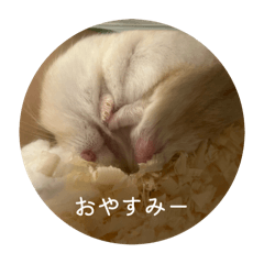 Sakura_20250822151549