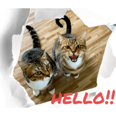 奶茶&拿鐵滿周歲紀念！