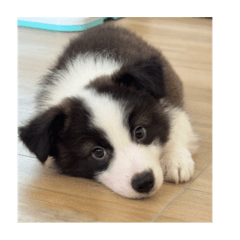 邊牧樂樂的萌芽階段❤️