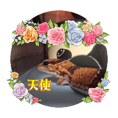 mochi_20250822174710