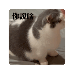 兔兔貓貓動