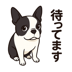 Pretty Boston terrier