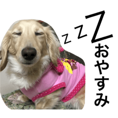 マロンちゃん/かわいい