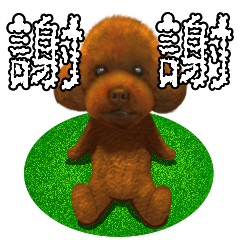 toy poodle Chinese (Traditional)