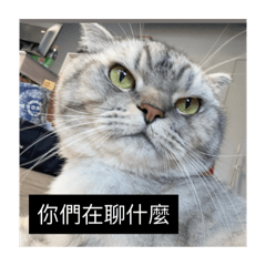 雞腿便當的胖兒子