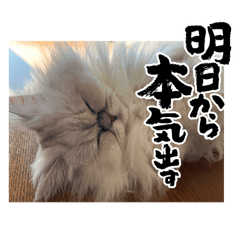 kokororo_20250824001340