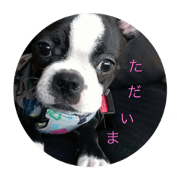 DAISUKI uzutama