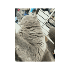 我低喵