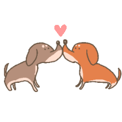 Adorable sausage dogs (dachshund)