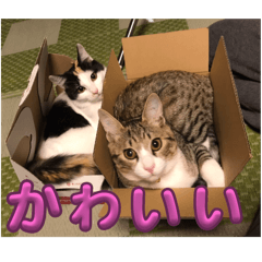 YUZUPIII_20250824154301