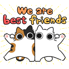 Calico chubby cat (Friend)