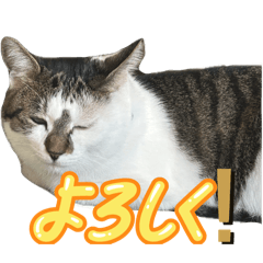 猫ちゃん顔スタンプ