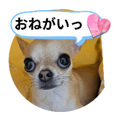 Hachi_20250824194557